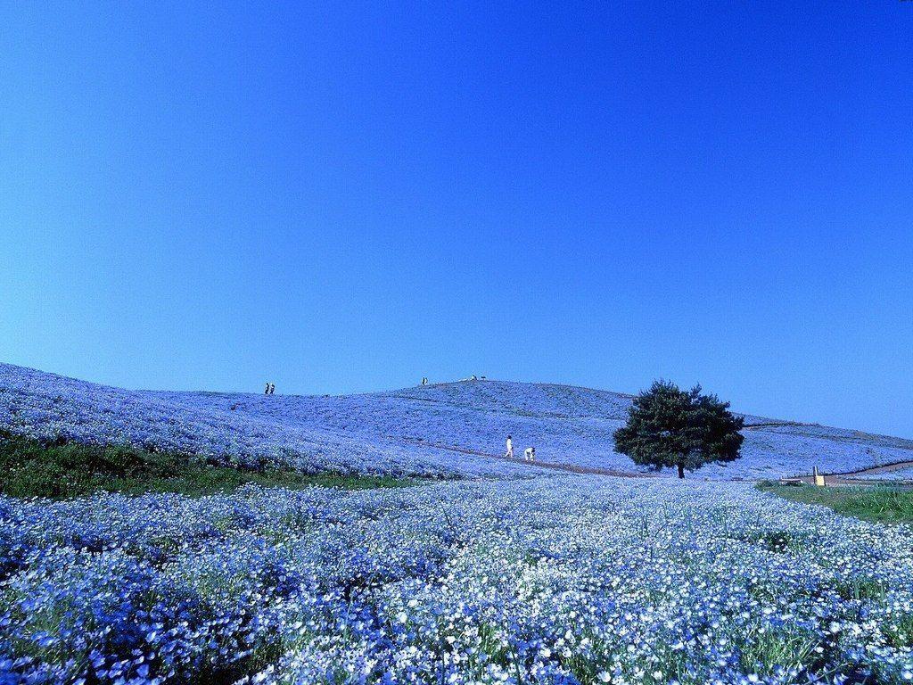 1024x768 Ibaraki Explore: Hitachi Seaside Park