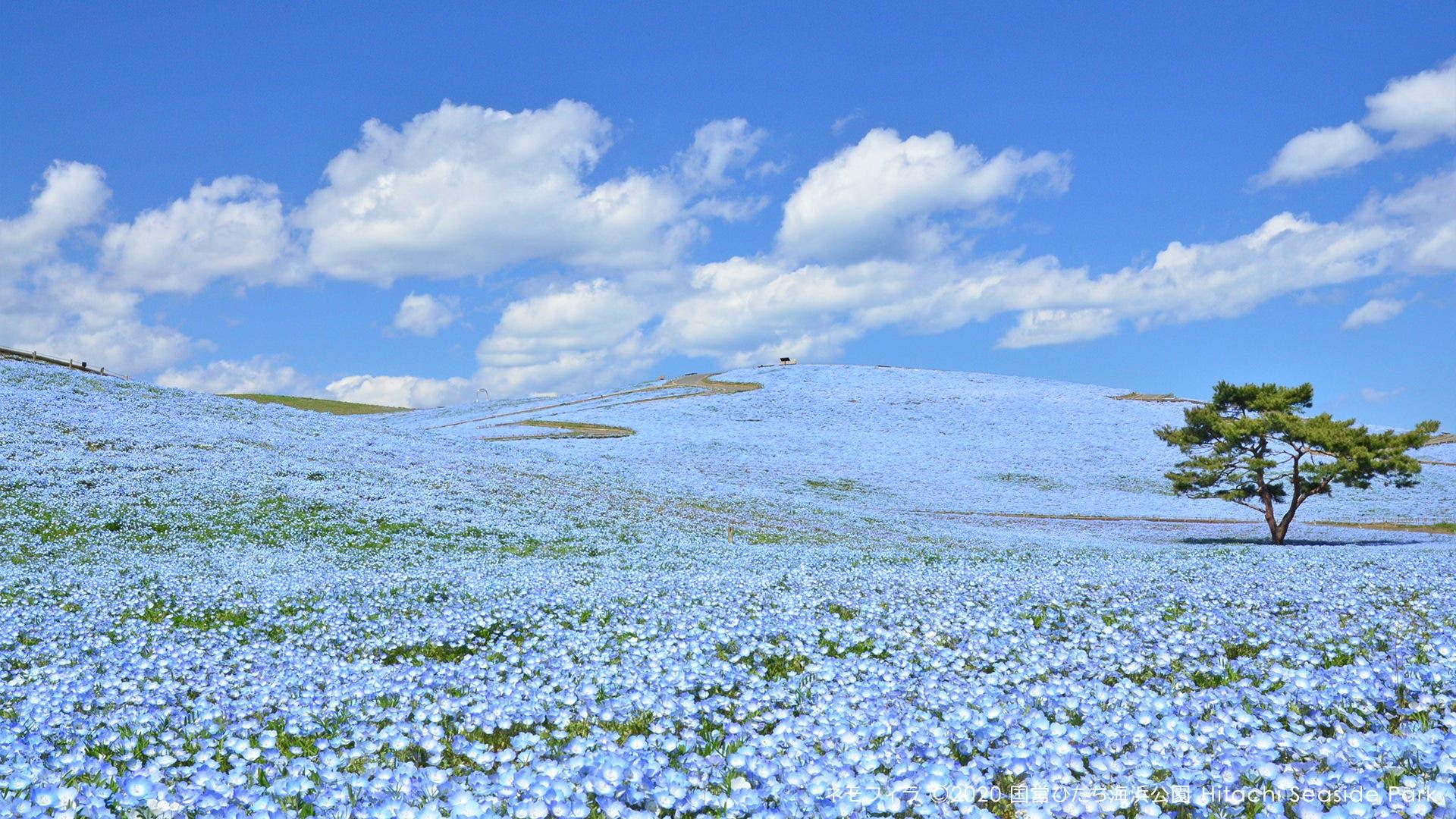 1920x1080 This park is in full bloom with no visitors in sight In Manila