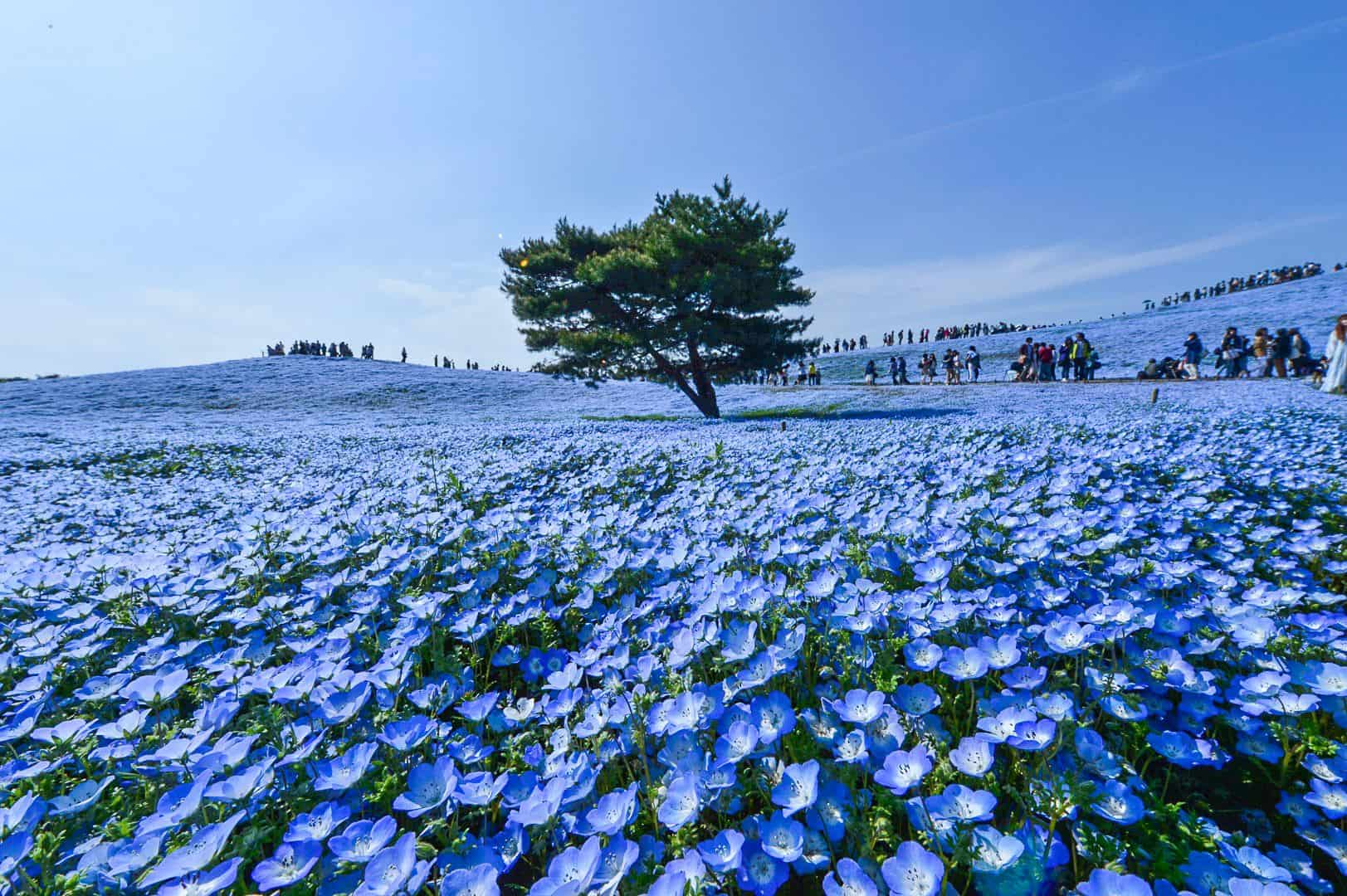 Hitachi Seaside Park 2024 - Nessi ZsaZsa