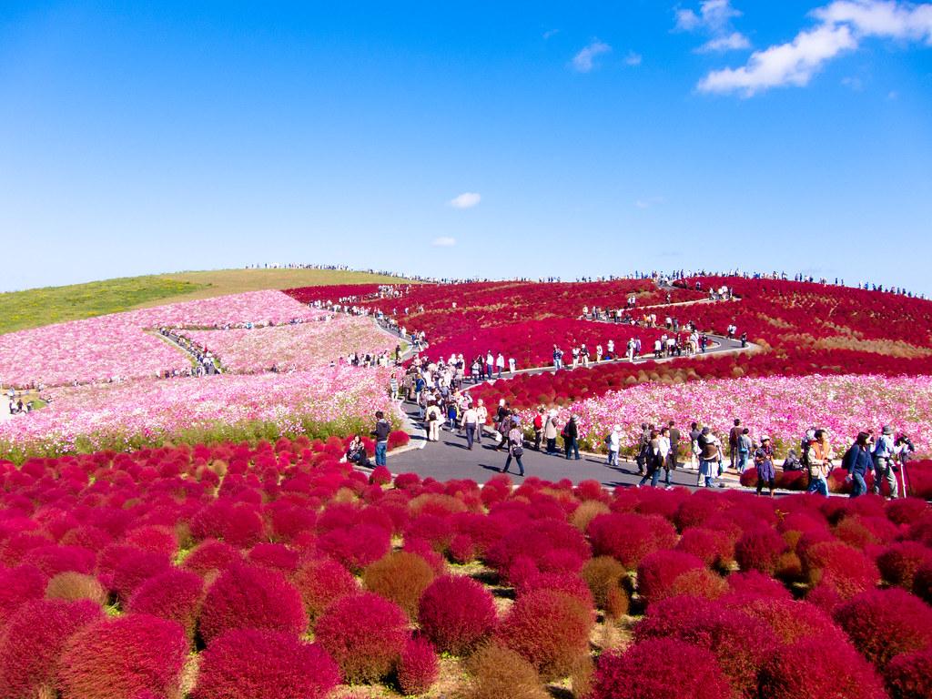 1024x768 Kochia Seaside Park, Japan. shin-k