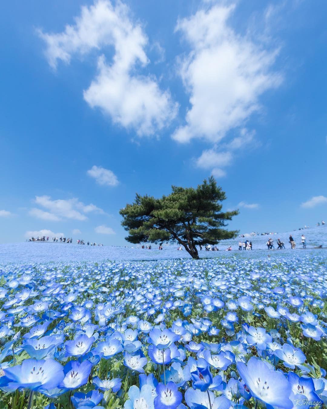hitachi-seaside-park-wallpapers-top-free-hitachi-seaside-park