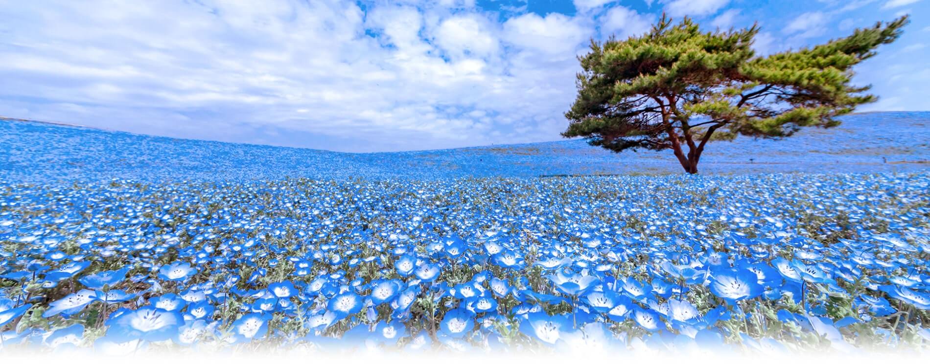 1900x744 Ashikaga Flower Park & Hitachi Seaside Park tour 2020 WILLER