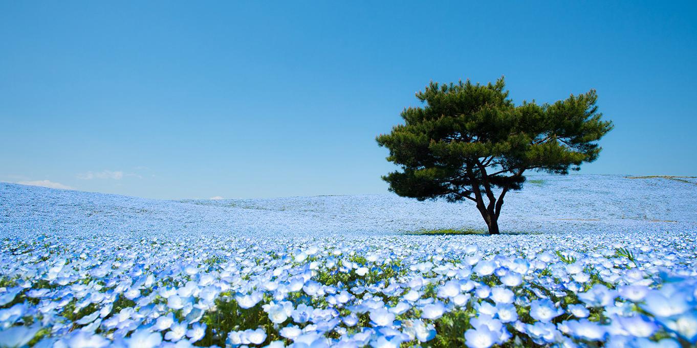 1362x681 4.5 Million Baby Blue Eyes In Hitachi Seaside Park In Japan