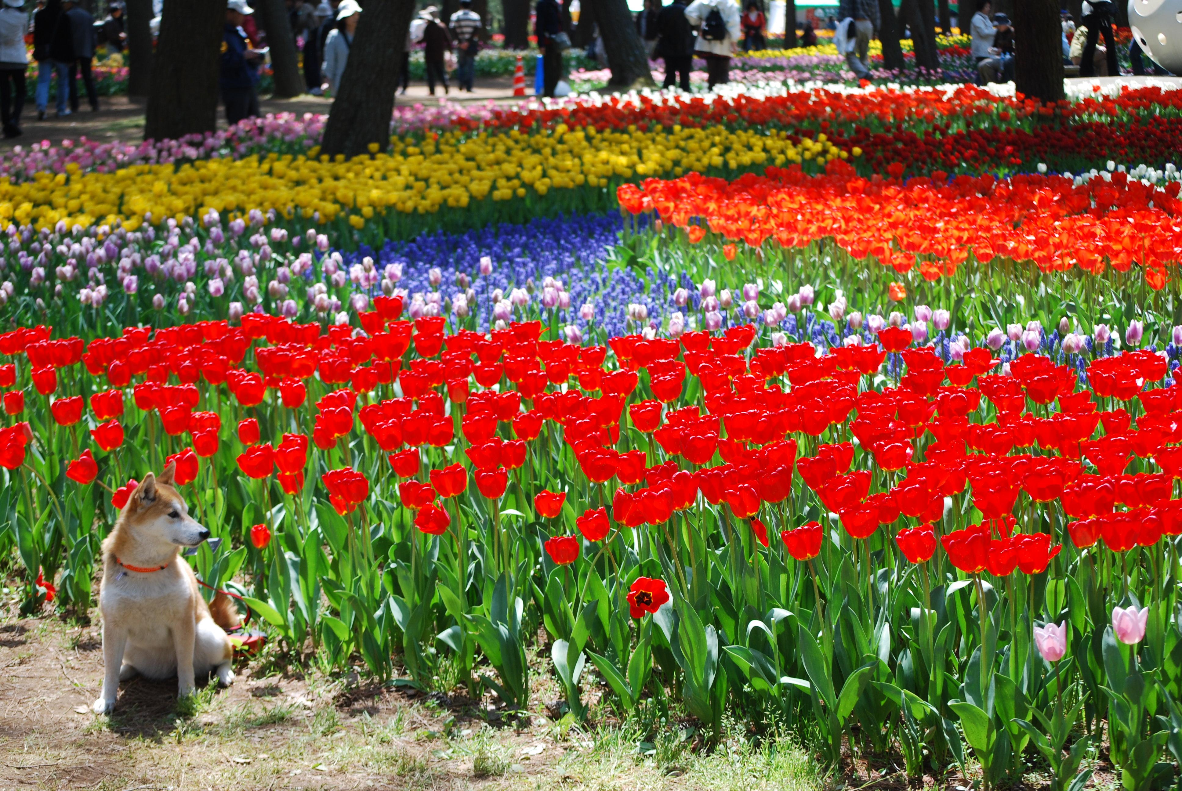 3872x2592 Tulips, Hitachi Seaside Park, Hitachinaka City