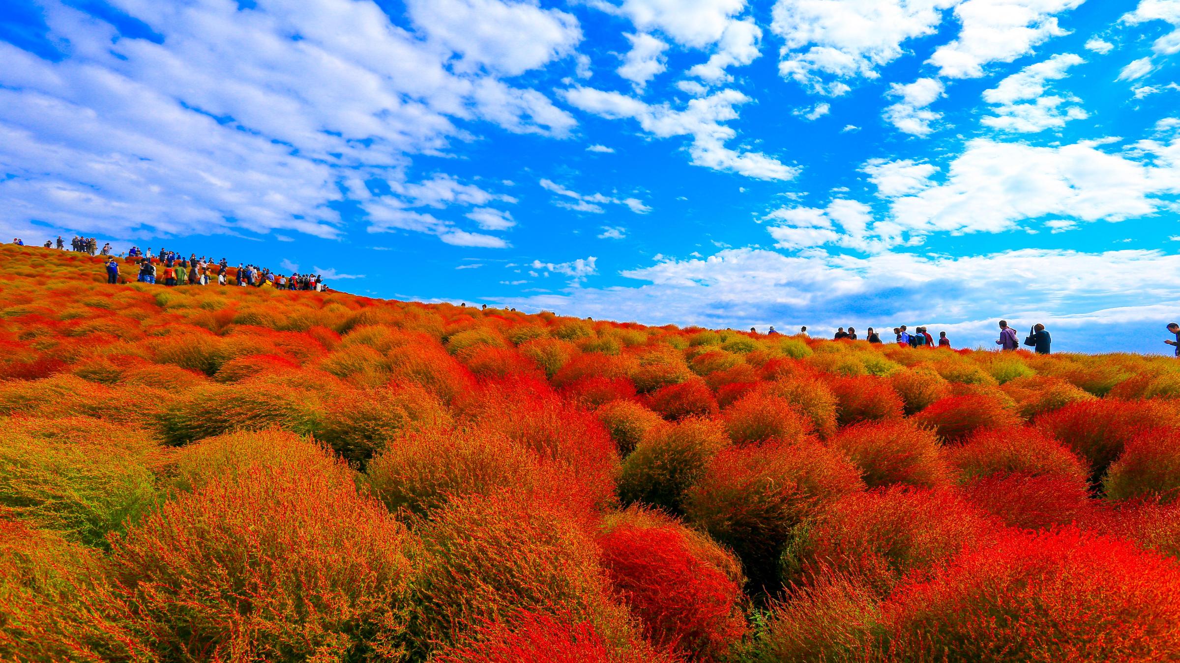 hitachi-seaside-park-wallpapers-top-free-hitachi-seaside-park