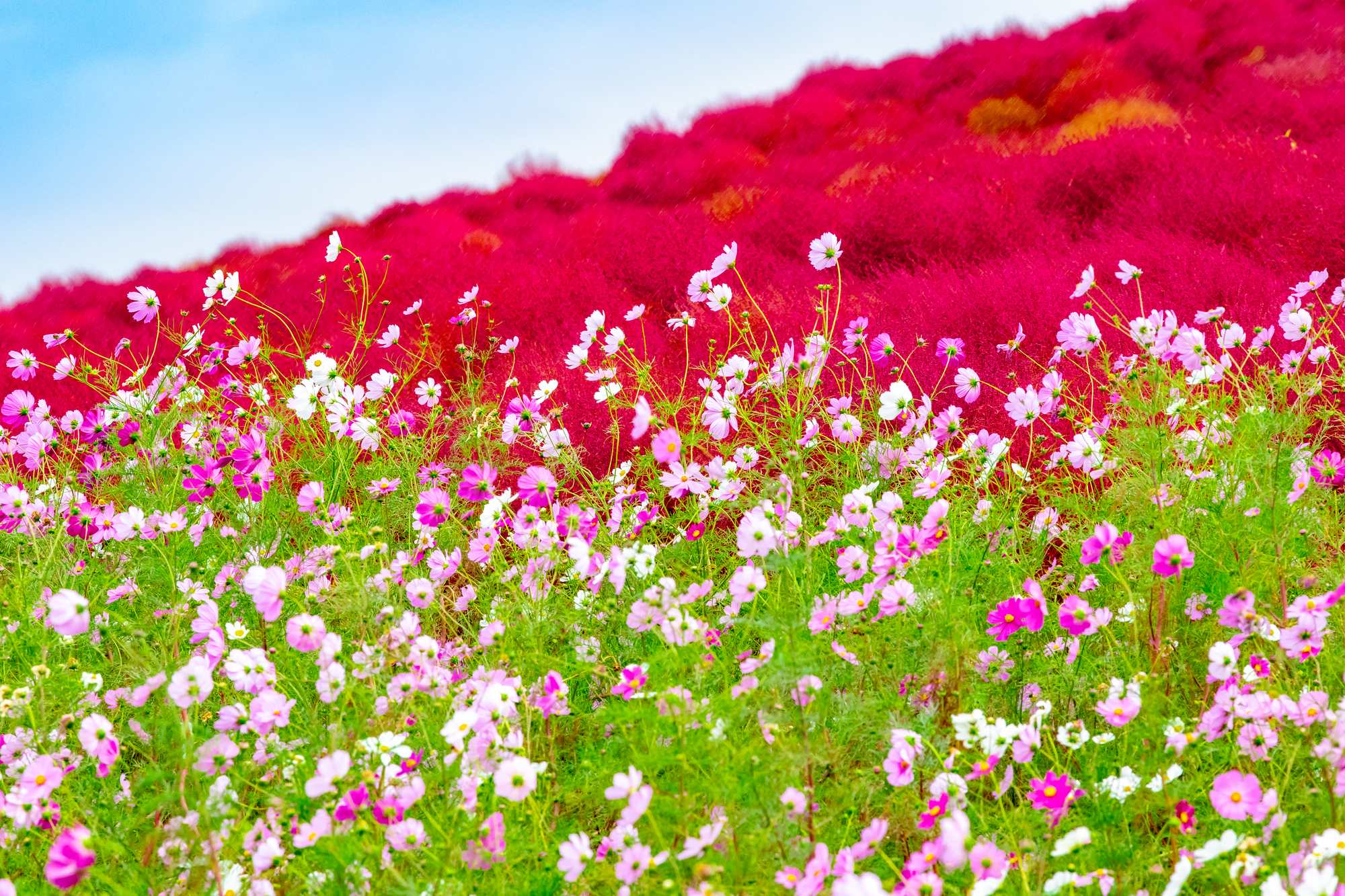 2000x1333 Enjoy Hitachi Seaside Park & its 4 Vibrant Seasons of Flowers!｜THE GATE｜Japan Travel Magazine: Find Tourism & Travel Info