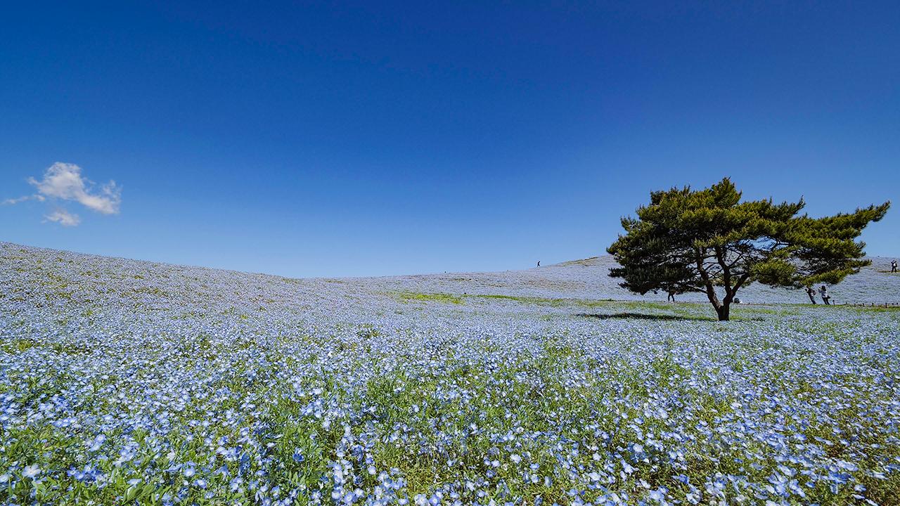 1280x720 Hitachi Seaside Park Nemophila