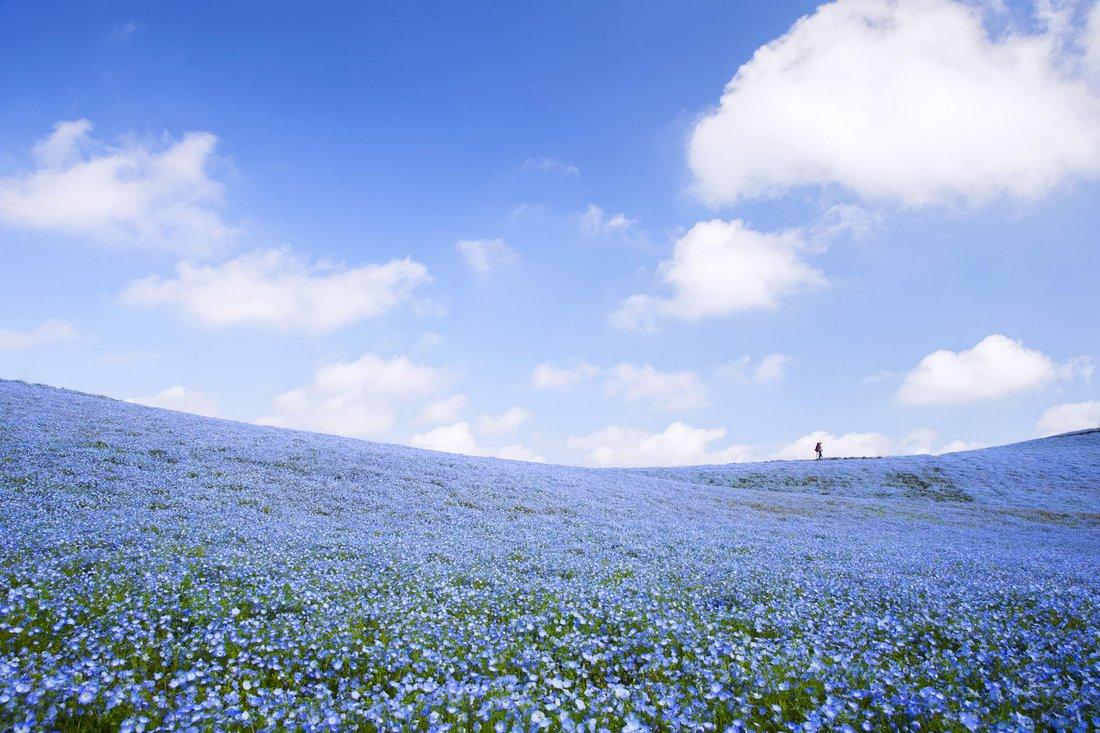 1100x733 Go See 4.5 Million Baby Blue Eye Flowers at Hitachi Seaside Park in Japan. Spoon & Tamago