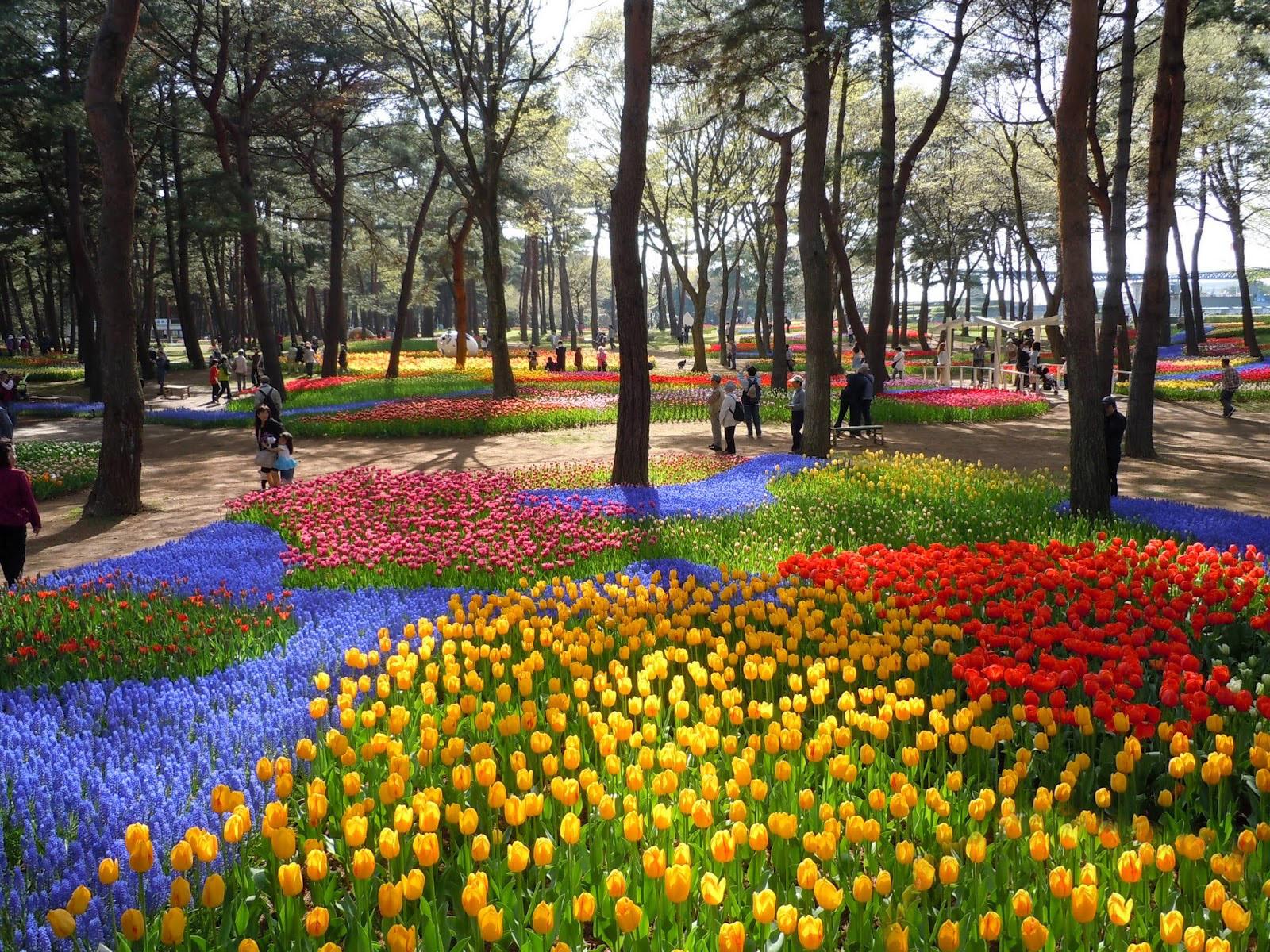 1600x1200 Cool Places to See Flowers: Hitachi Seaside Park in Japan. Grower Direct Fresh Cut Flowers Presents