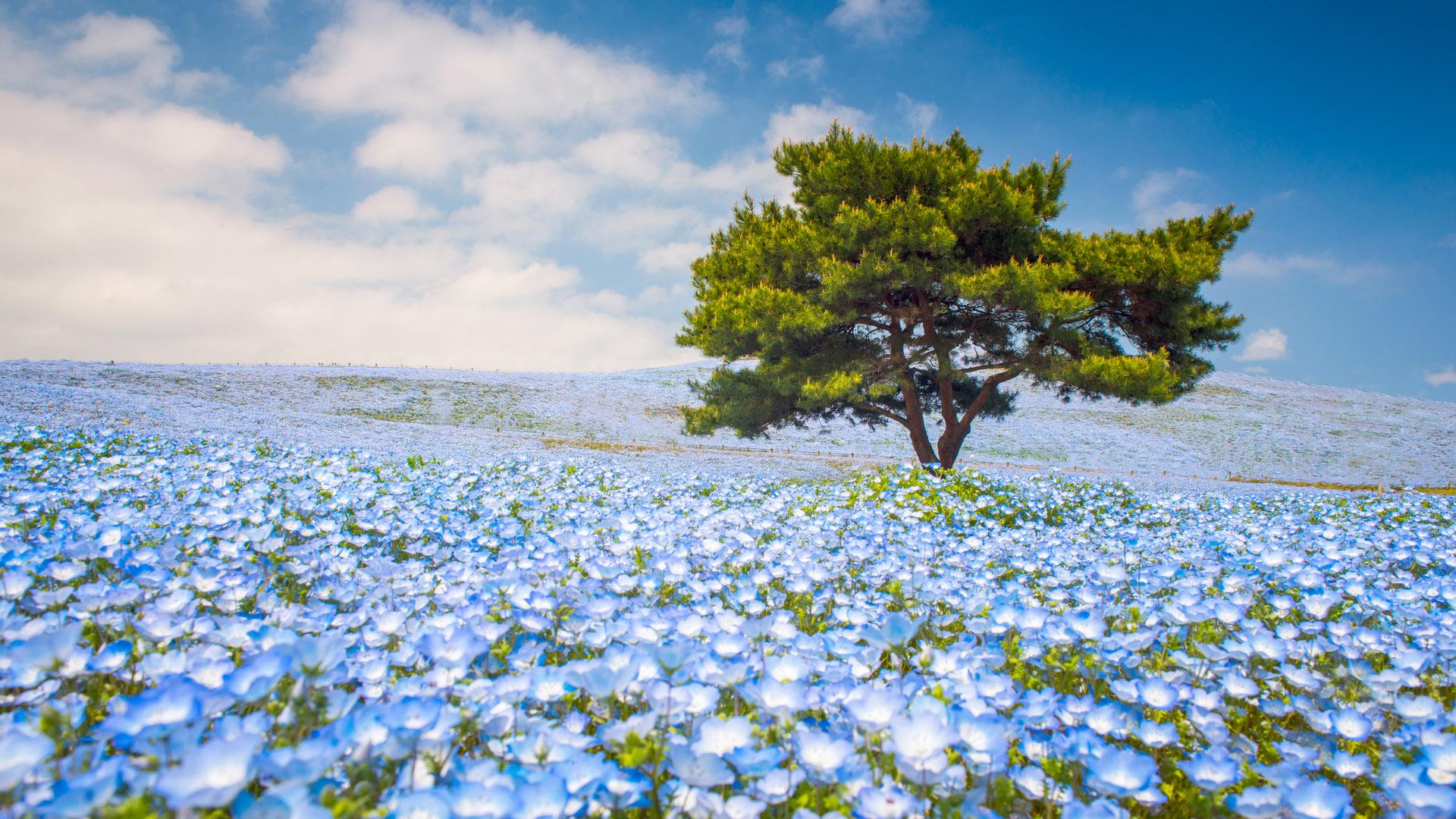 1920x1080 Nemophila flowers in full blossom on a sunny day, Hitachi Seaside Park, Ibaraki, Japan. Windows 10 Spotlight Image