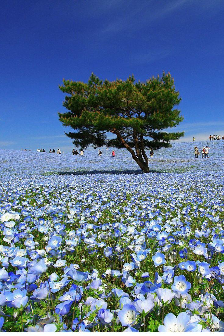 hitachi-seaside-park-wallpapers-top-free-hitachi-seaside-park