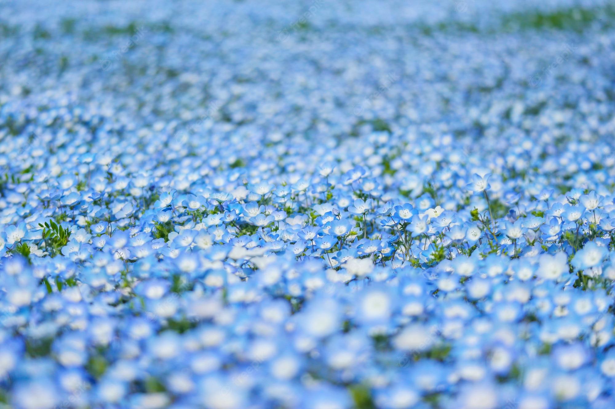 2000x1333 Hitachi Seaside Park Image. Free Vectors, & PSD