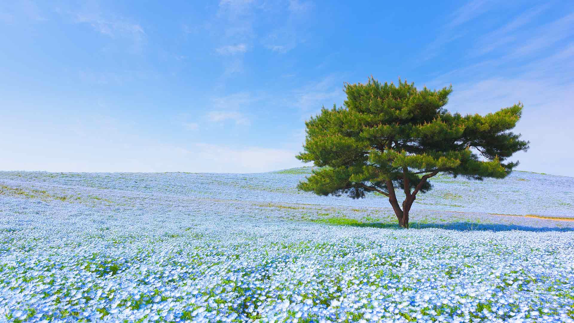 1920x1080 Discover Ibaraki byFood. Restaurants, Experiences, Travel Tips