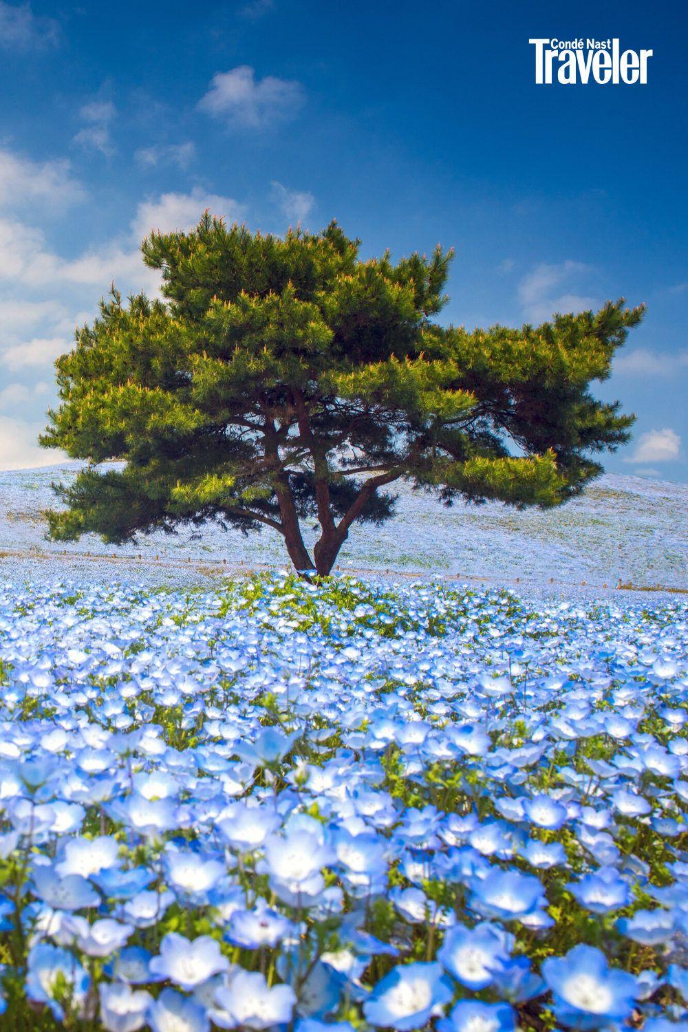 1000x1500 Hitachi Seaside Park, Japan