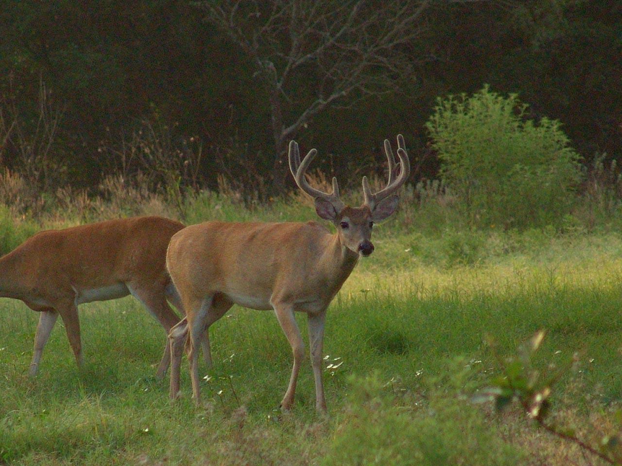 1280x960 1280x960px Deer Hunting Desktop Wallpaper
