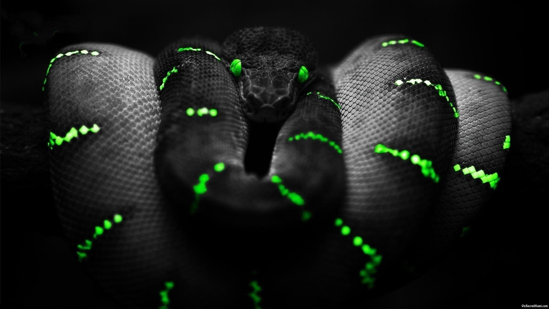 1920x1080 Razer Wallpaper