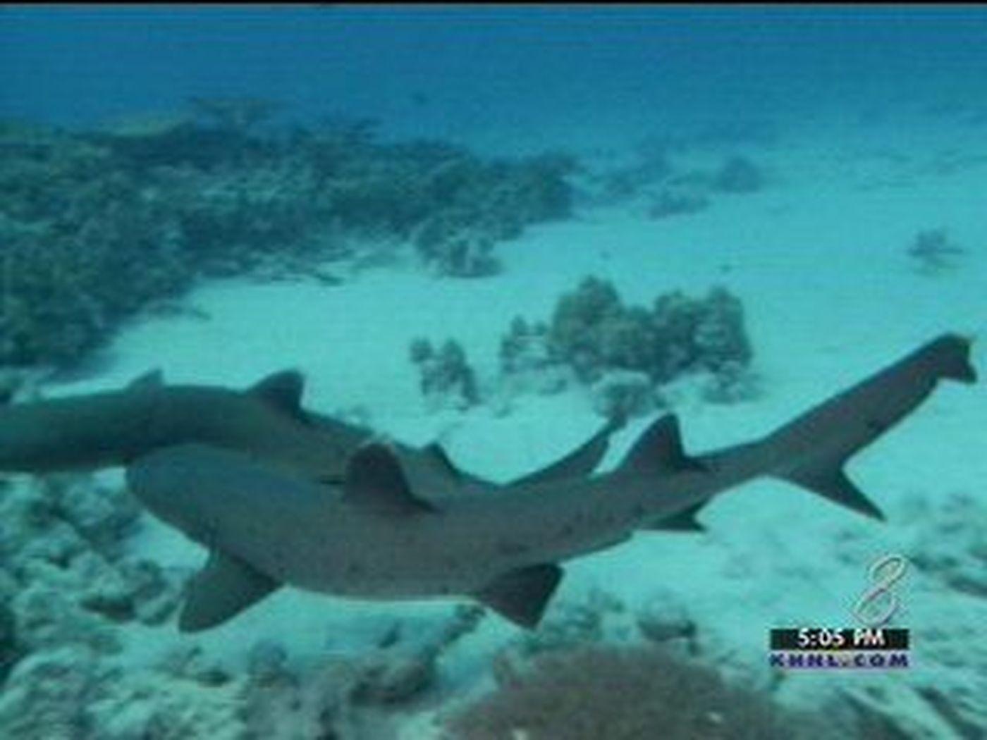 1400x1050 DLNR Warns: Increased Risk of Shark Attacks After Heavy Rains