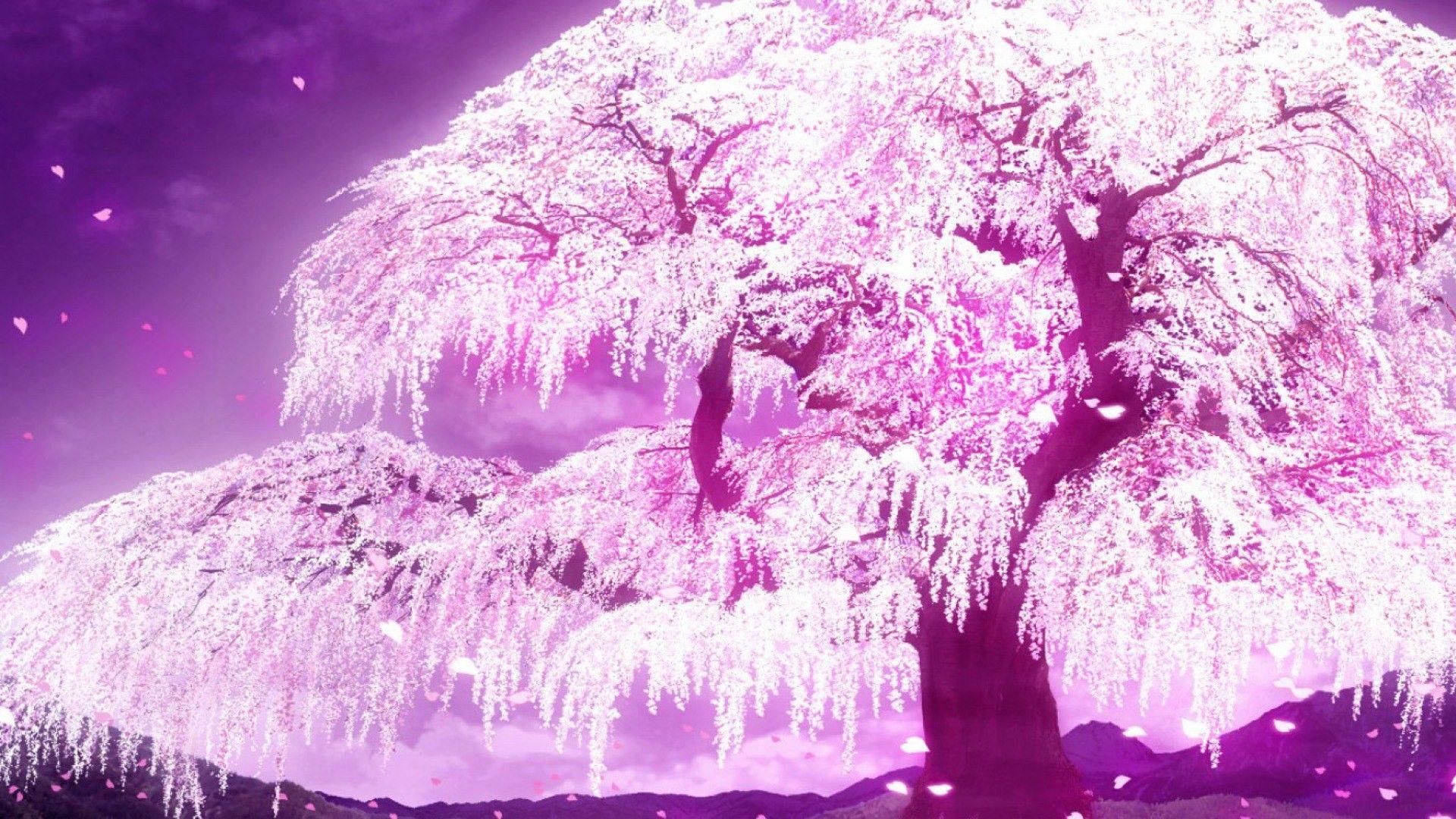 1920x1080 Anime Cherry Blossom Wallpaper