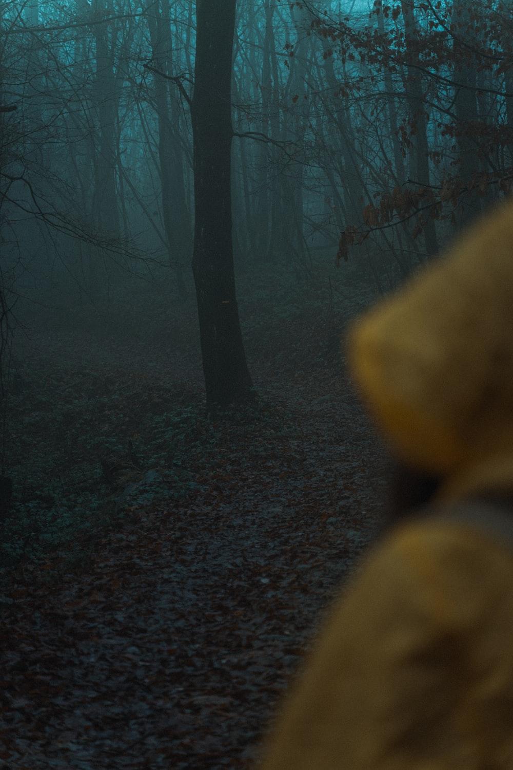 Scary Fog Wallpapers - Top Free Scary Fog Backgrounds - WallpaperAccess