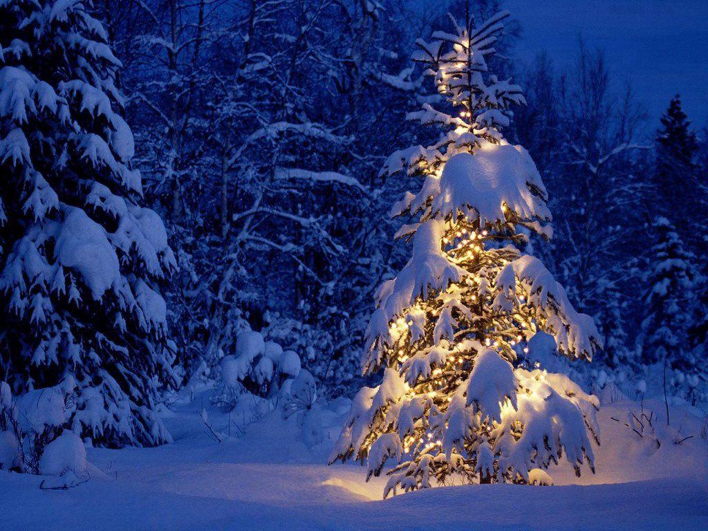 1024x768 Snow Covered Magical Christmas Tree and Lovage