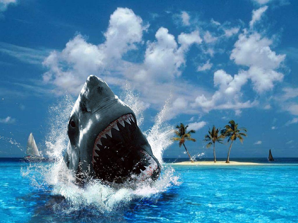 1024x768 Sharks image ♥ Shark ♥ HD wallpaper and background photo