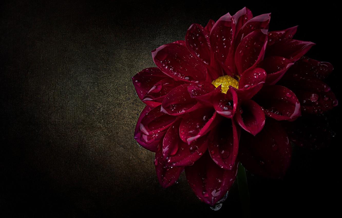 black dahlia flower wallpaper