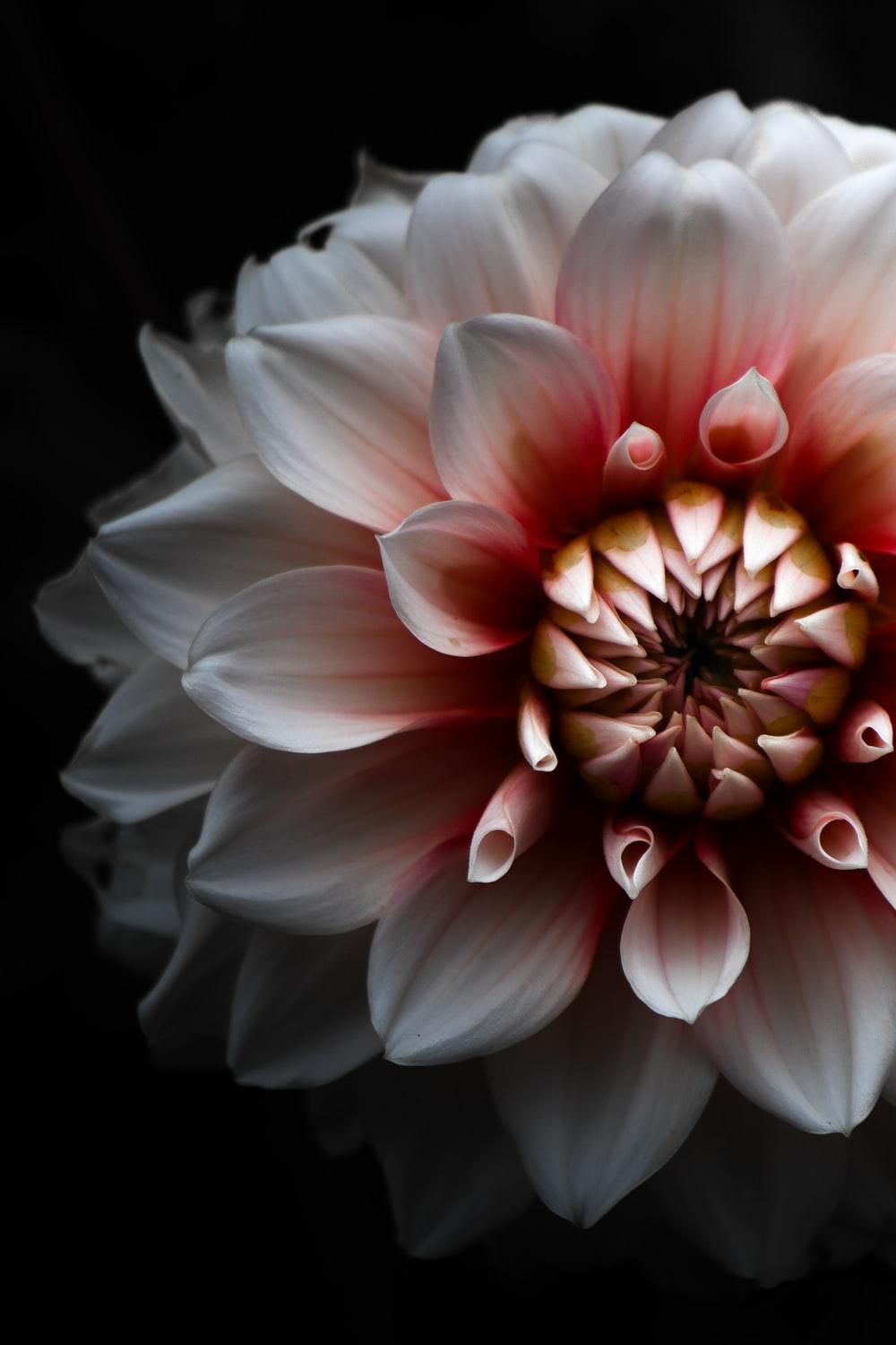 Black Dahlia Flower Wallpapers Top Free Black Dahlia Flower Backgrounds Wallpaperaccess