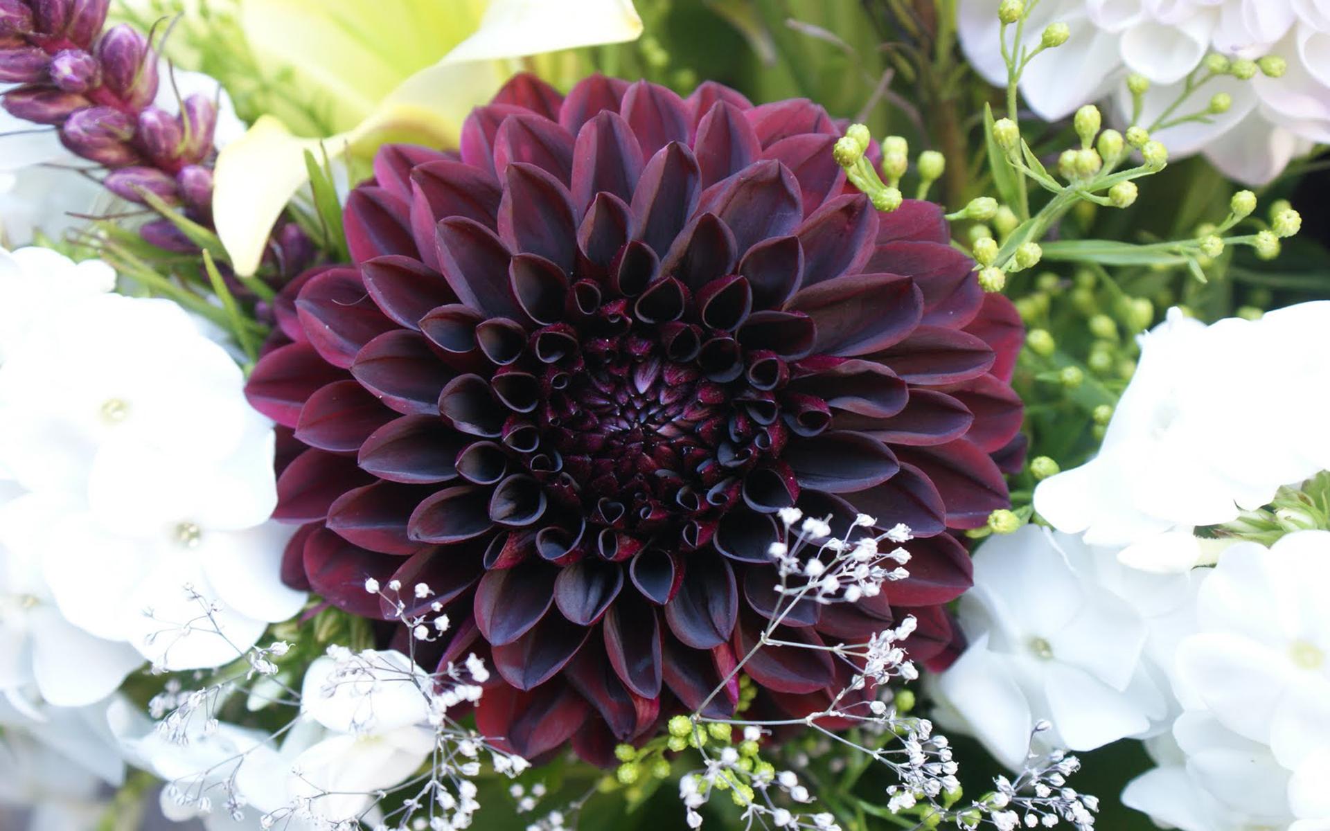 1920x1200 Dark Purple Dahlia
