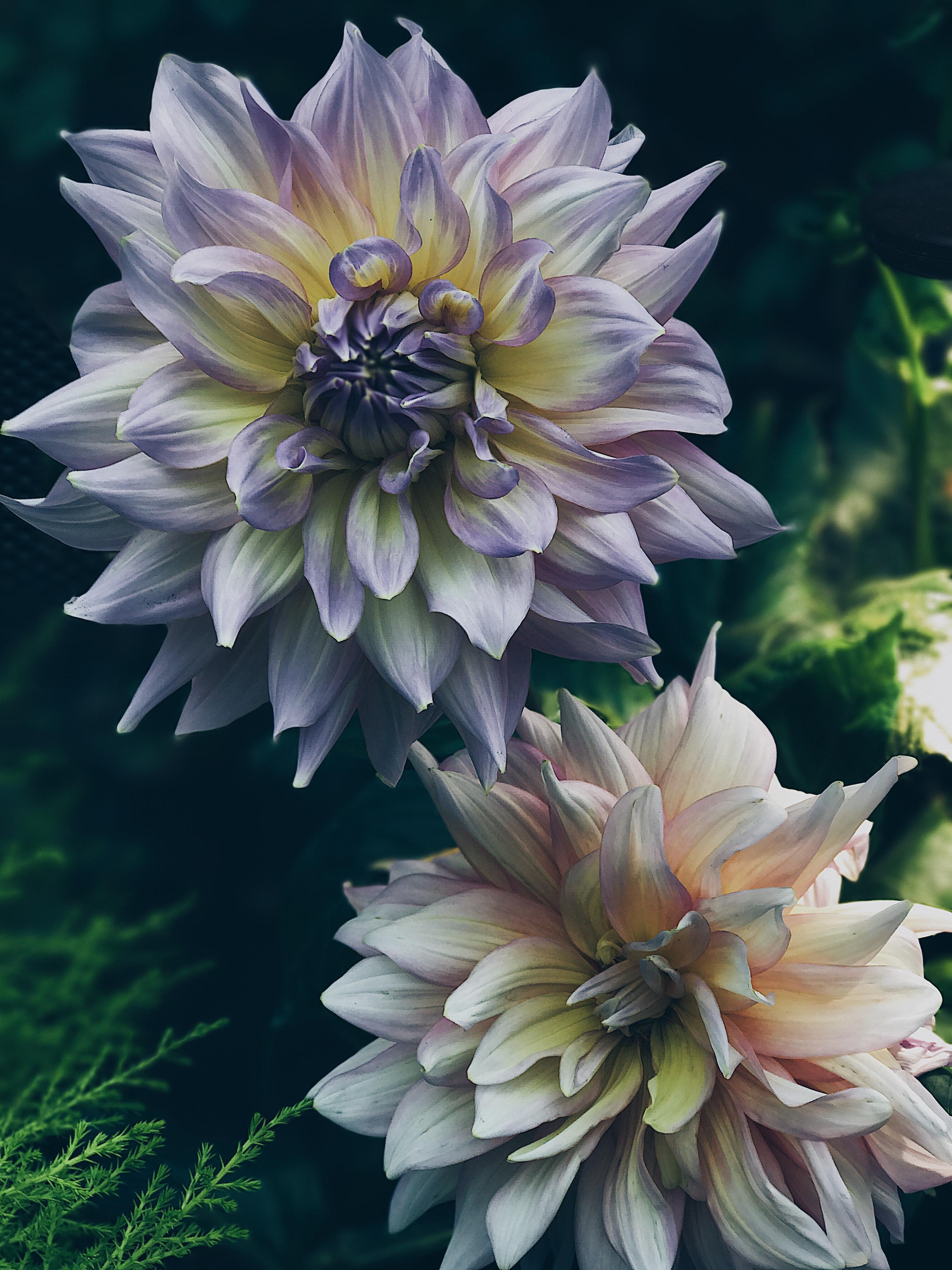 3024x4032 Best Free Dahlia & Image · 100% Royalty Free HD Downloads