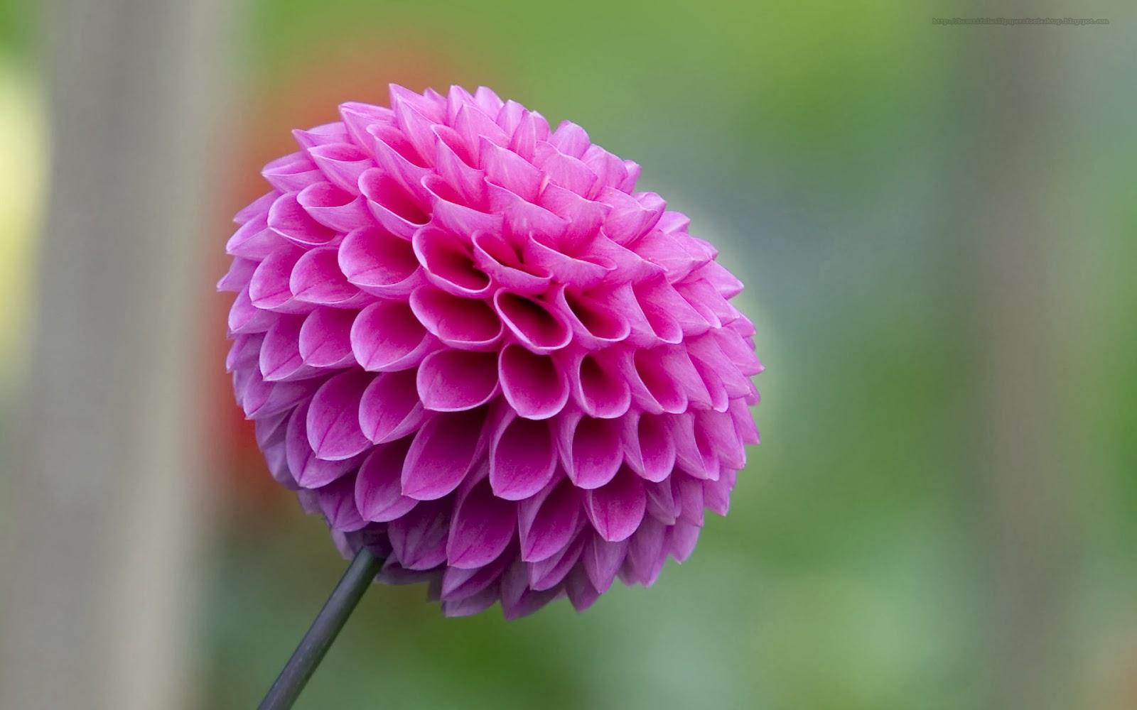 Black Dahlia Flower Wallpapers - Top Free Black Dahlia Flower