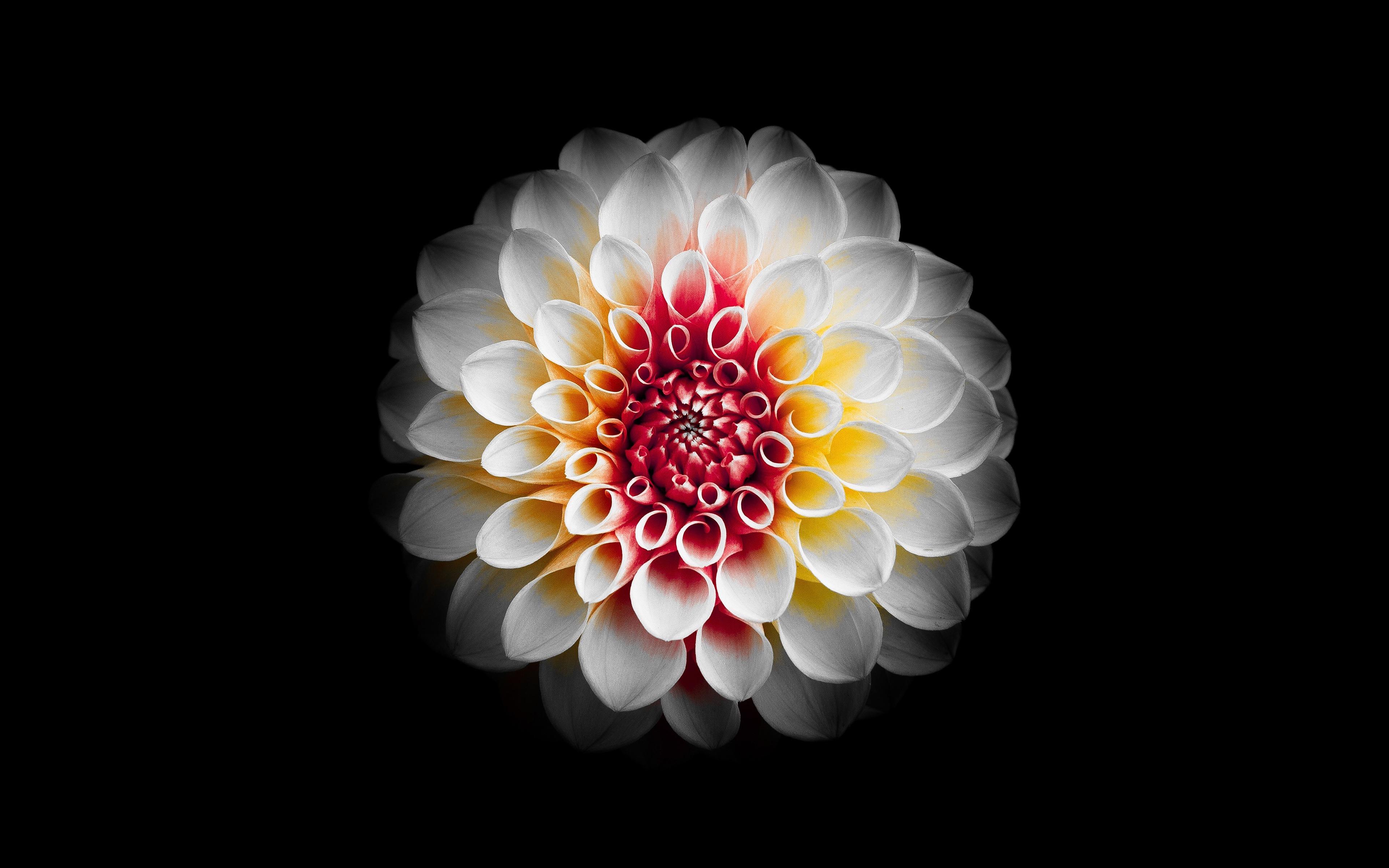 3840x2400 White Dahlia Flower Macro Dark Background