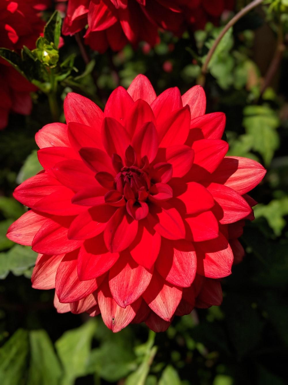 1000x1333 Dahlia Flower Picture. Download Free Image