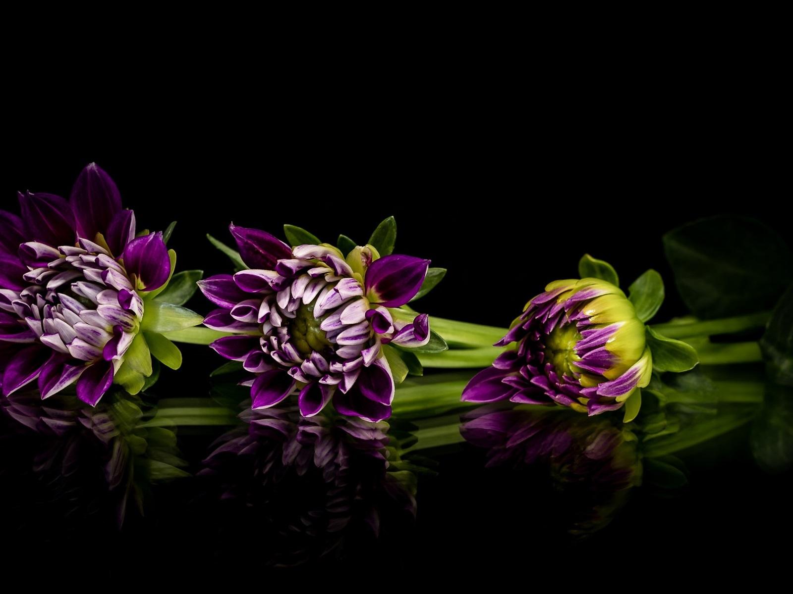 1600x1200 Wallpaper Purple dahlia, flowers, black background 1920x1200 HD Picture, Image