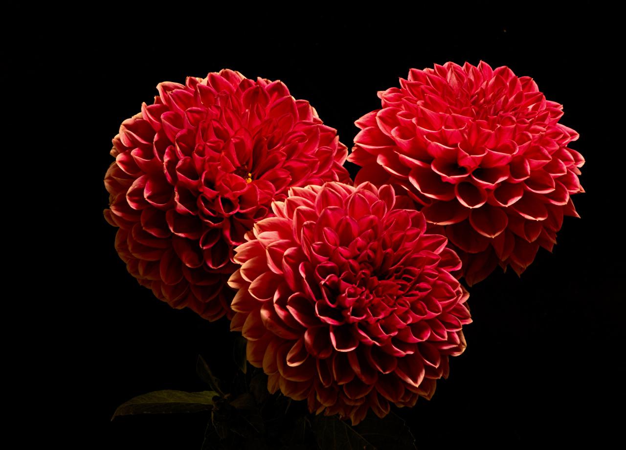 Black Dahlia Flower Background