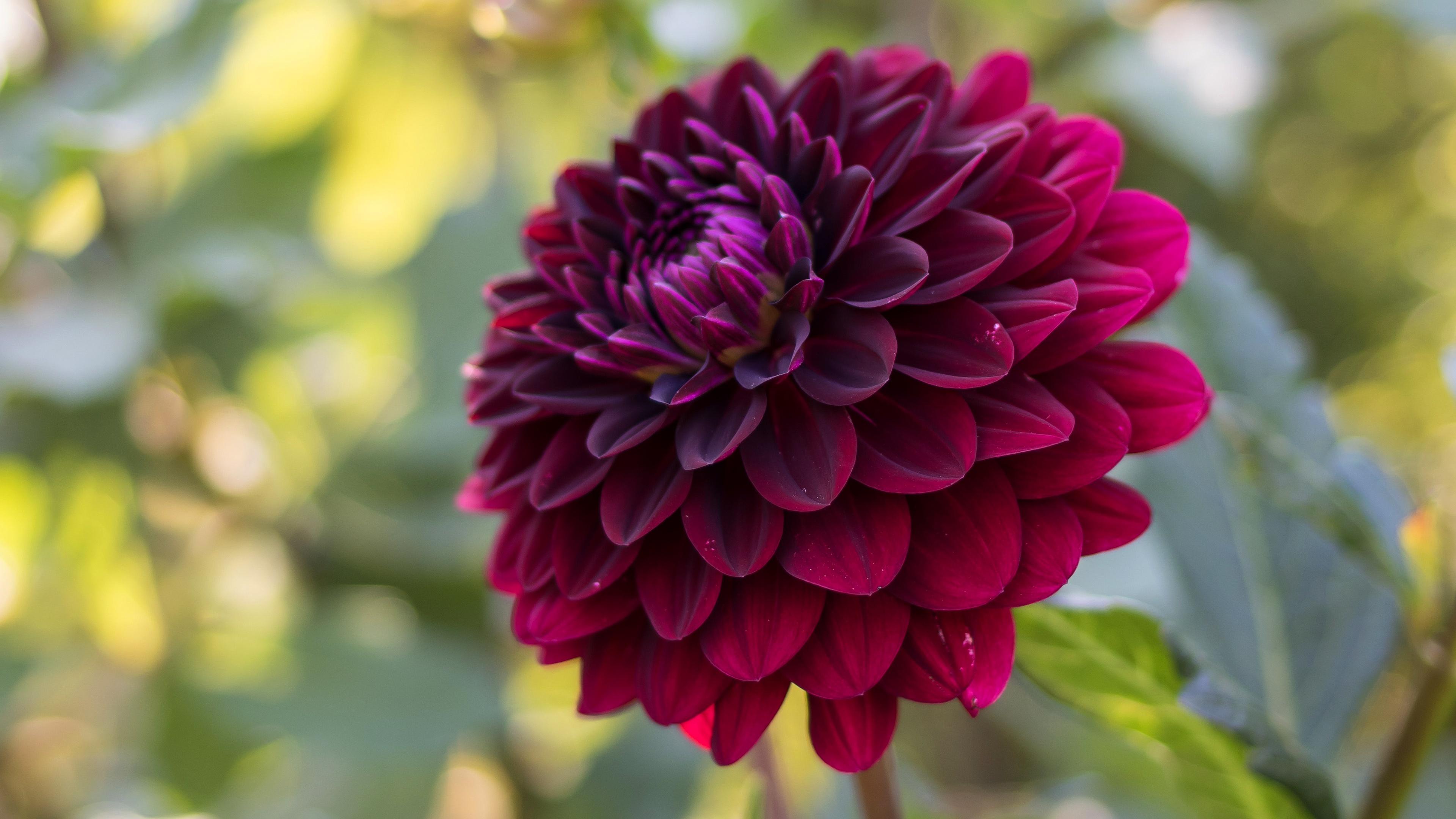 3840x2160 4K Dahlia Wallpaper and Background Image