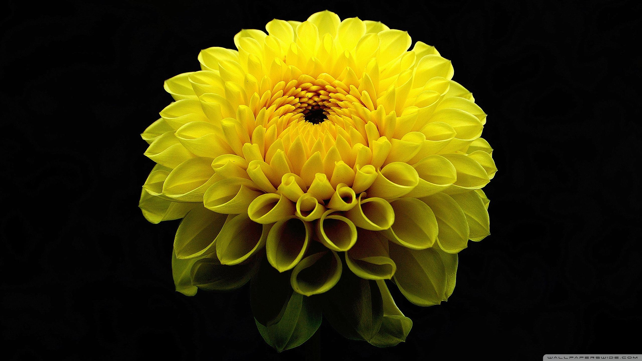 2560x1440 Dahlia Flower Ultra HD Desktop Background Wallpaper for 4K UHD TV : Tablet
