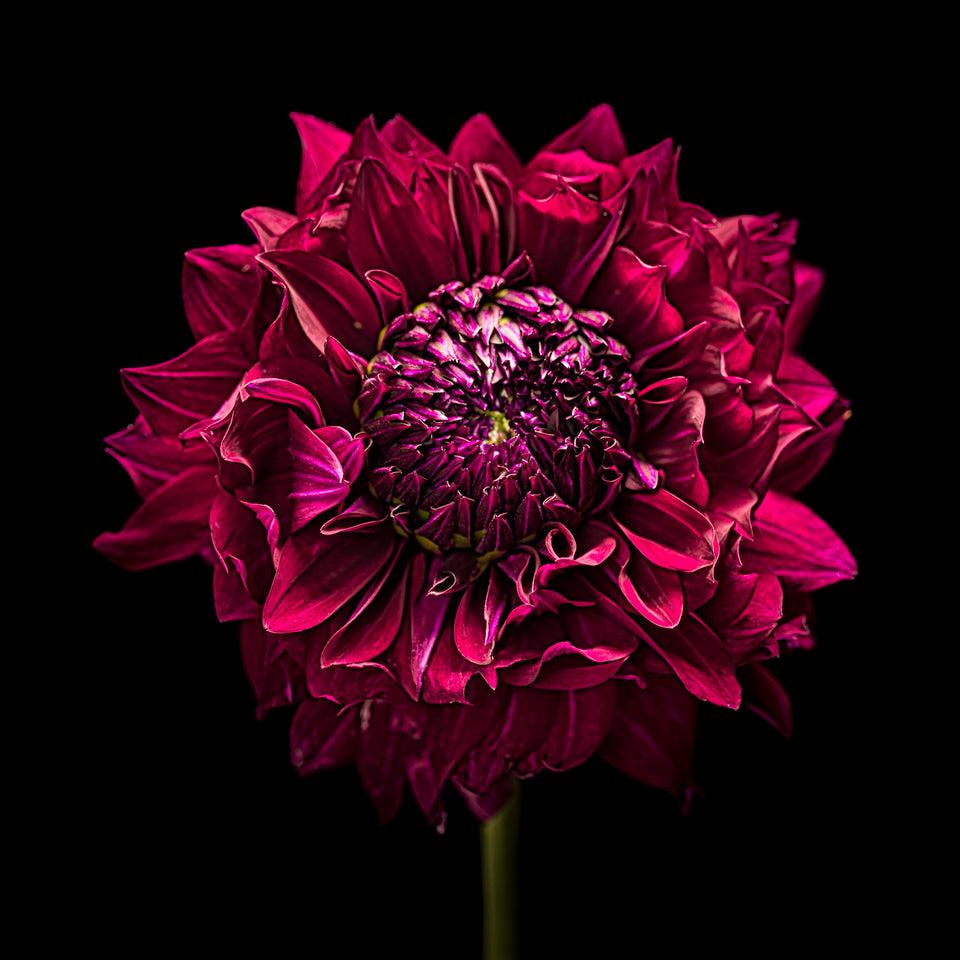 Black Dahlia Flower Wallpapers - Top Free Black Dahlia Flower ...