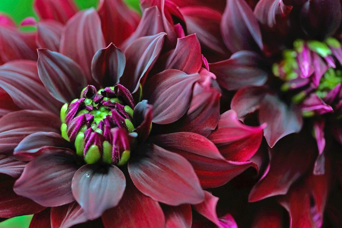 1200x800 Everything You Need to Know About Planting and Growing Dahlias and Blooms