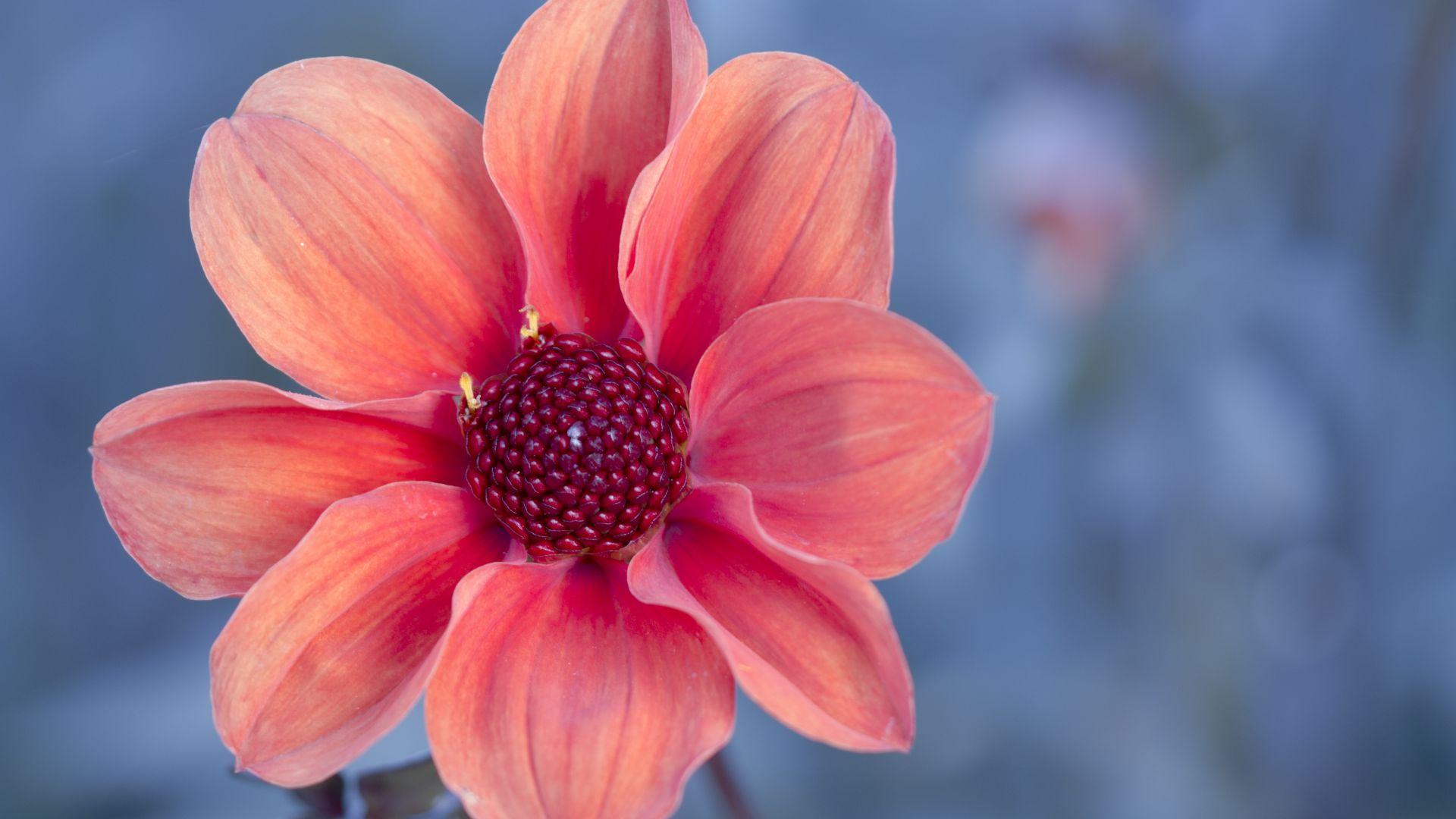 1920x1080 Desktop Wallpaper Dahlia, Flower, Spring, Close Up, HD Image, Picture, Background, Da2c44