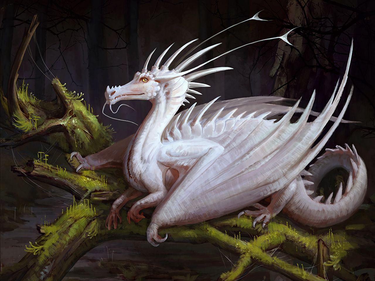 1280x960 Wallpaper art fantasy white dragon creature