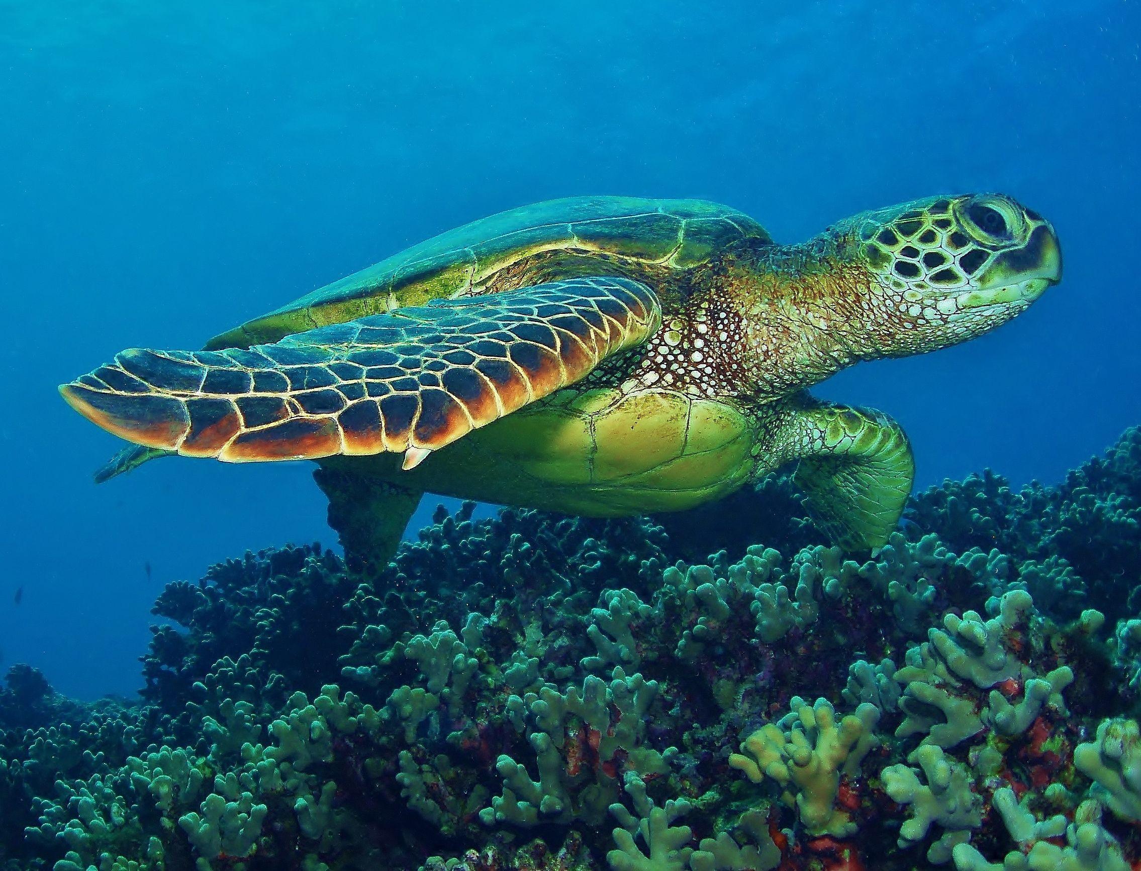 Hawaiian Sea Turtle Wallpapers - Top Free Hawaiian Sea Turtle ...