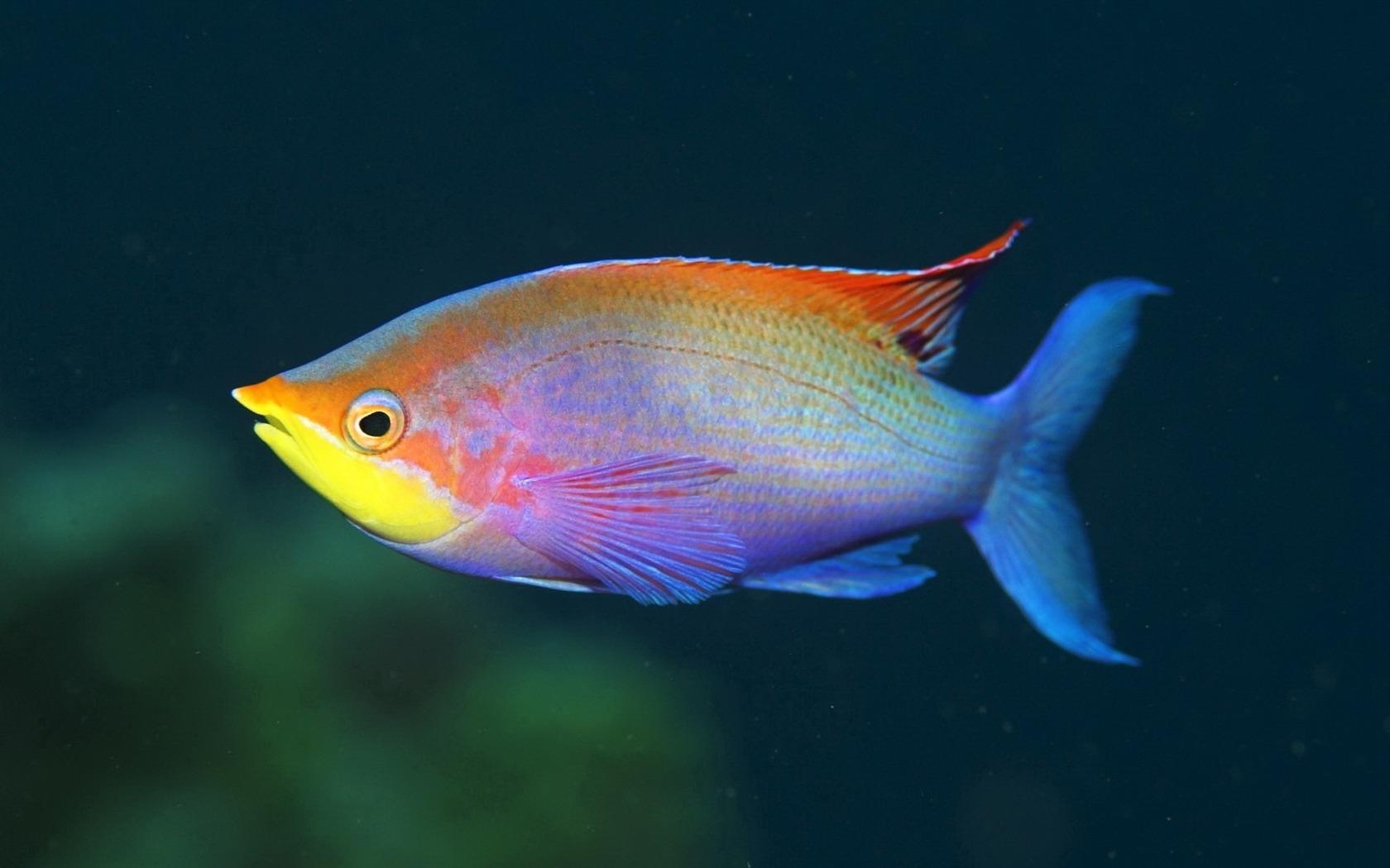 1680x1050 Rainbow Fish 2012 Animal Featured Wallpaper