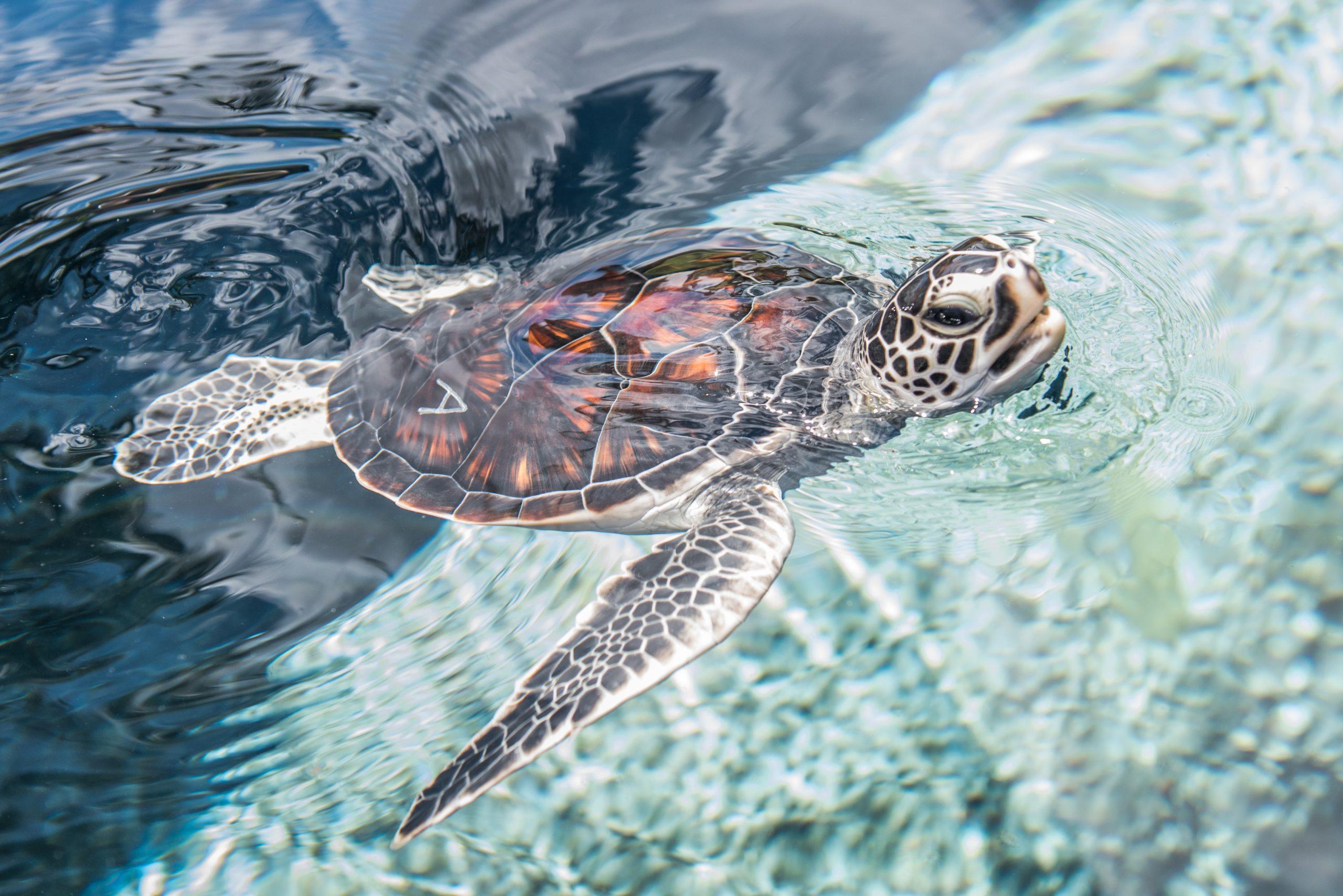 Hawaiian Sea Turtle Wallpapers - Top Free Hawaiian Sea Turtle ...