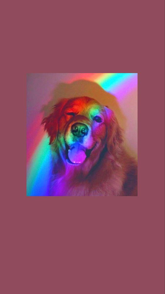 Cute Rainbow Animal Wallpapers Top Free Cute Rainbow Animal