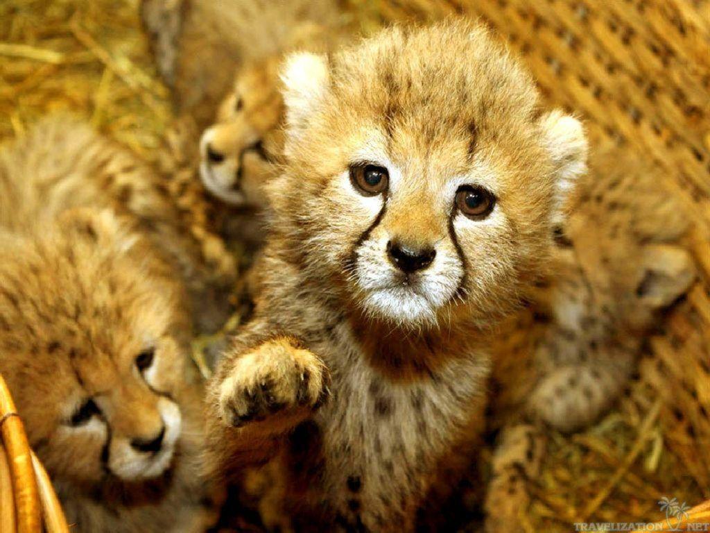 1024x768 Cute Baby Animal Wallpaper