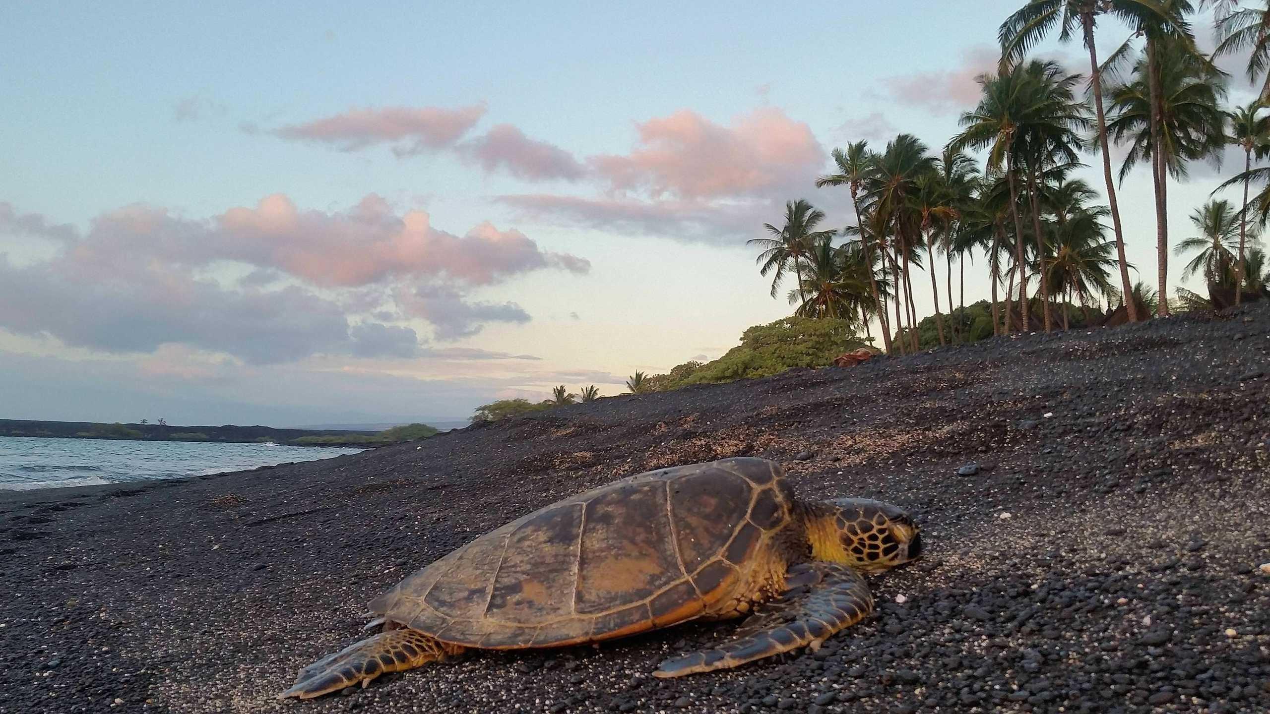 2560x1440 One Of Countless Turtles Seen On My Walk Down Kiholo Turtle Wallpaper 4k