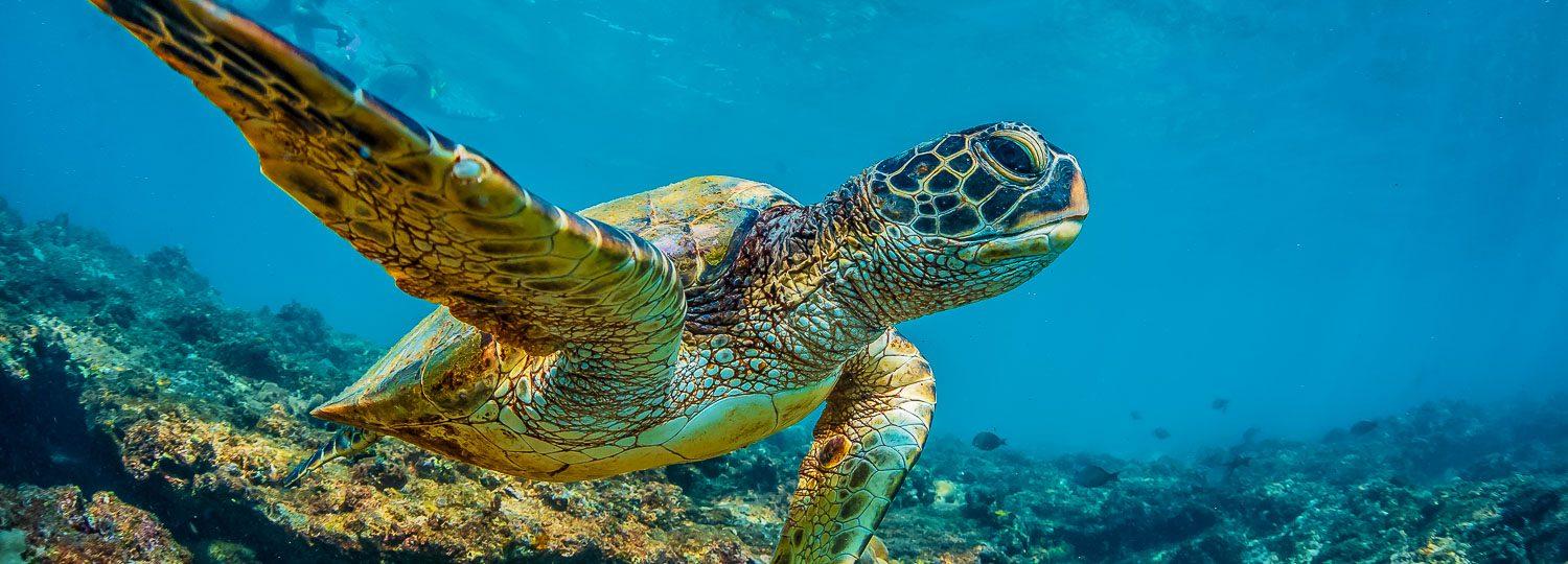 Hawaiian Sea Turtle Wallpapers - Top Free Hawaiian Sea Turtle ...