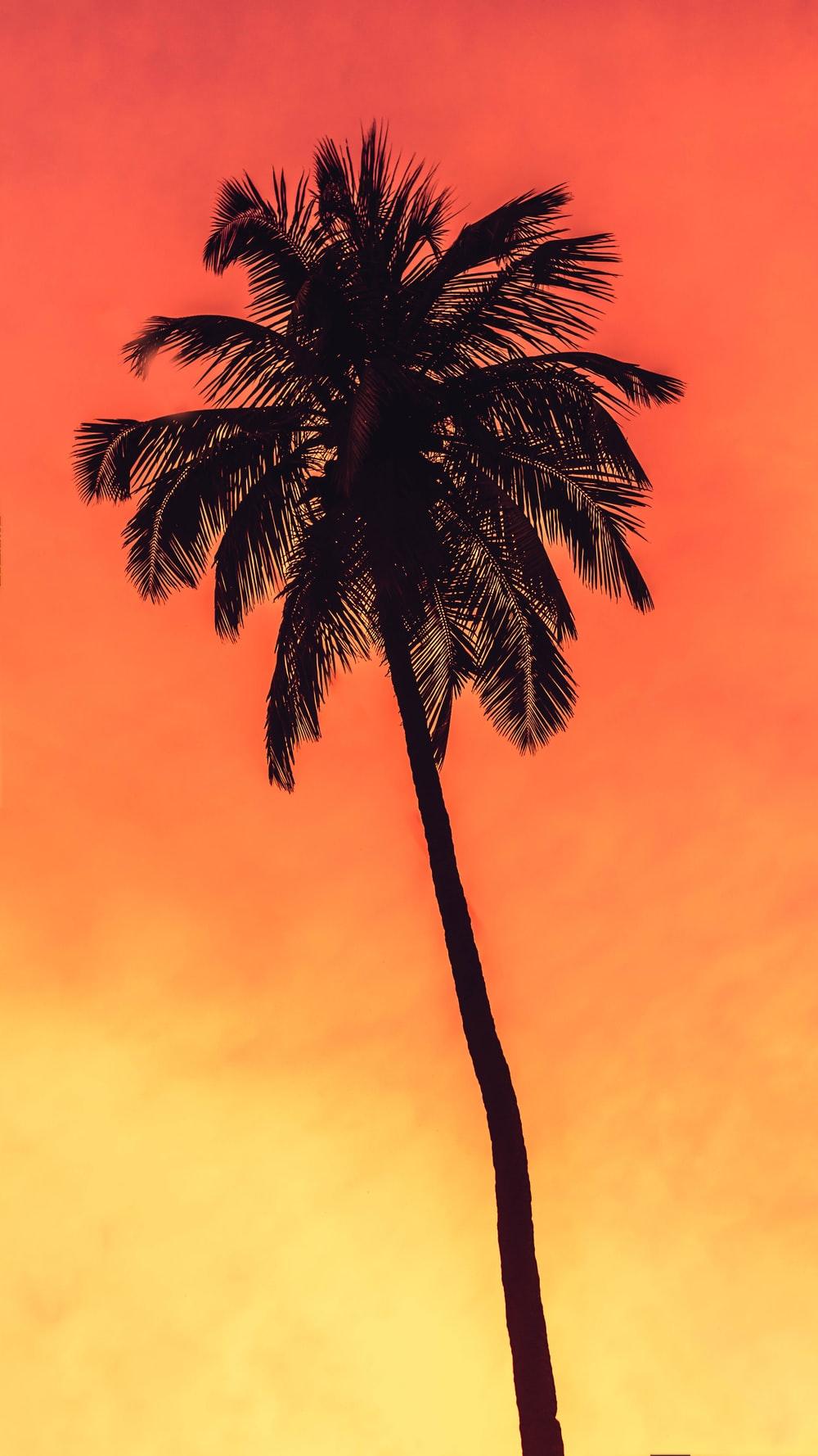 1000x1778 Coconut Tree Picture [HD]. Download Free Image