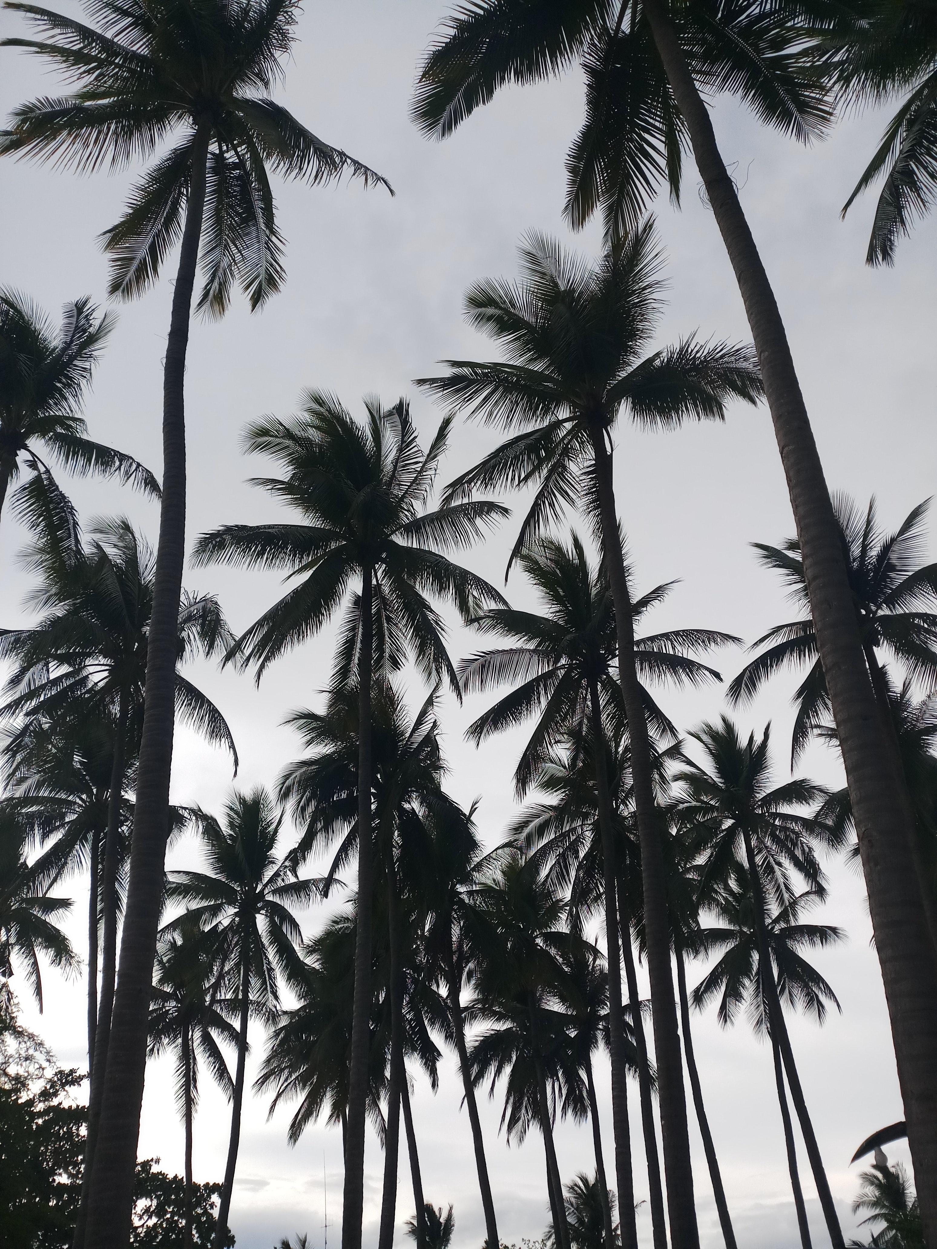 3096x4128 Best Free Coconut Trees & Image · 100% Royalty Free HD Downloads