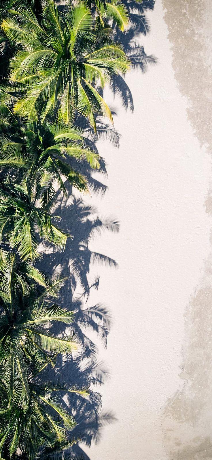 736x1593 coconut palm trees iPhone 11 Wallpaper